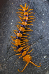 Indian giant tiger centipede / Scolopendra hardwickei