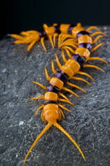 Giant centipede / Scolopendra hardwickei