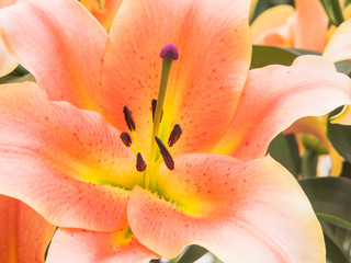 Petals, stigma and anthers of an orange lily