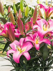 Close-up of pink lilies