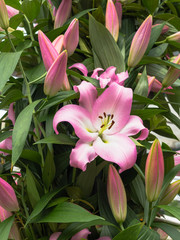 Close-up of pink lilies