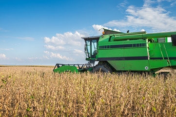 Obraz premium Harvesting soybean