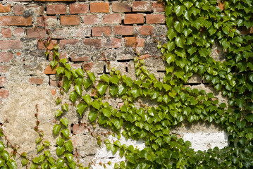 brick wall with plant