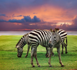 Fototapeta na wymiar wild zebra standing in green grass field against beautiful dusky