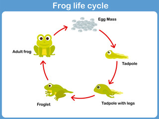 Vector Life cycle of a frog for kids