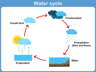 Vector Cycle of water for kids