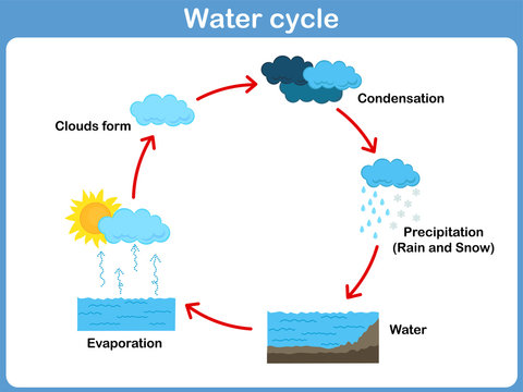 Water Cycle Diagram Stock Illustrations – 1,024 Water Cycle Diagram Stock  Illustrations, Vectors & Clipart - Dreamstime