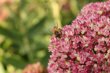 Fetthenne mit Biene