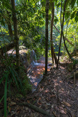 Borneo rainforest