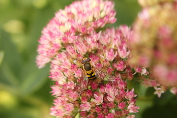 Fetthenne mit Schwebfliege