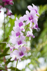 Purple white orchid closeup