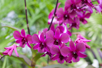 Fototapeta na wymiar Purple orchid closeup