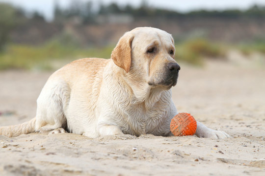 labrador playing with an orange ball