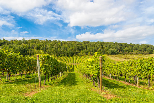 Beautiful rows of grapes before harvesting