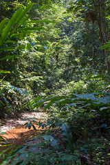 Borneo rainforest