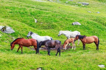 Naklejka na ściany i meble Horse herd on the pasture in the mountains