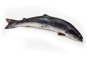 Atlantic Salmon (Salmo solar) whole fish.