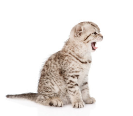 yawning baby kitten in profile. isolated on white background