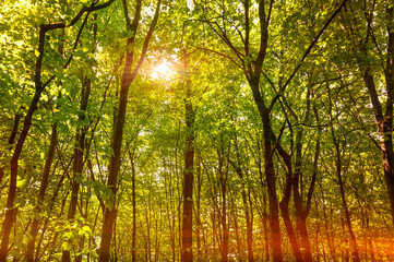 Fototapeta na wymiar Sun rays through the tree in a deep forest