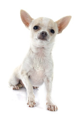 puppy chihuahua