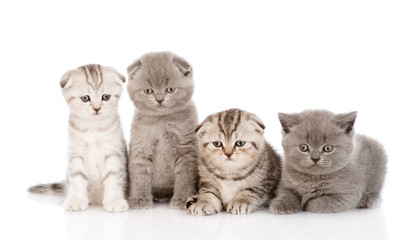 Plakat four baby kittens in front. isolated on white background
