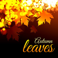 Autumn leaves