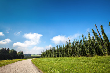 Hops Crops - Landscape