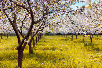 apple tree