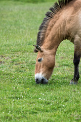 Naklejka na ściany i meble Przewalski horse equus ferus prezwalski in captivity