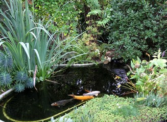 bassin de jardin et carpes koï