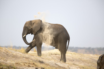 Naklejka na ściany i meble Portrait of wild african elephant dust bathing