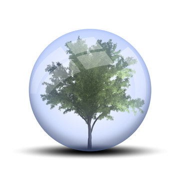 Arbre dans une bulle : robinier