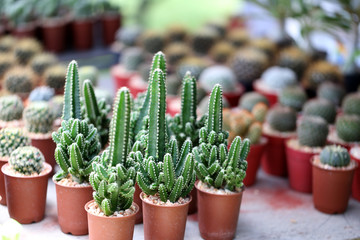 Small cactus.