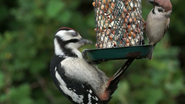 Great spotted woodpecker getting peanuts from bird feeder