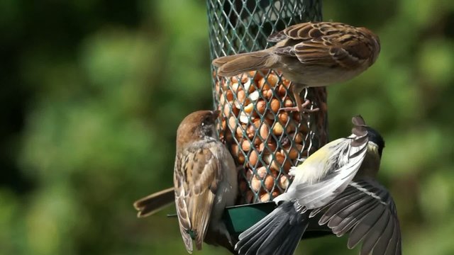 Sparrows and great tit getting peanuts from a bird feeder