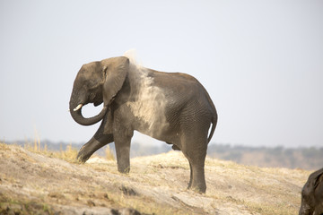 Portrait of wild african elephant dust bathing