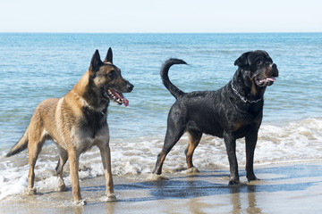dogs on the beach
