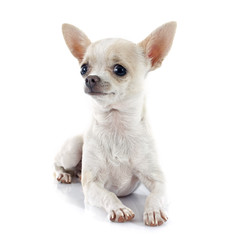 puppy chihuahua