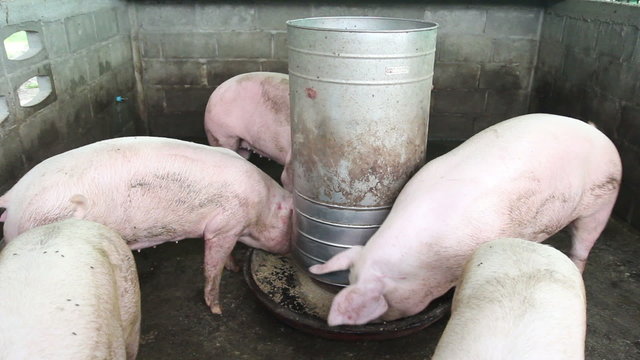 Feeding tool and piglets in pig industrial, Asian