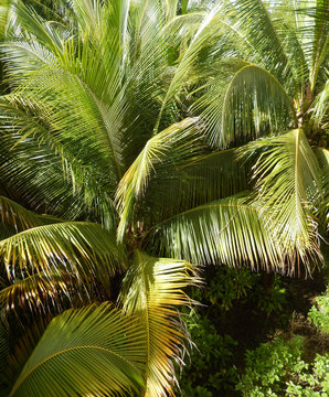 Tropical vegetation in the Caribbeans, Mexico
