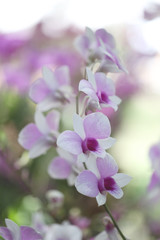 Naklejka na ściany i meble White of wild orchids.