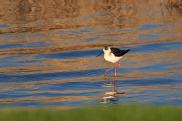 black winged stilt