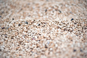 Unroasted raw coffee beans grains background with shallow DOF