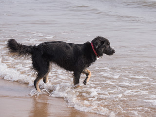 Dog on beach