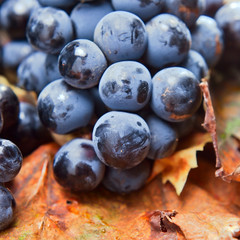 grapes for wine manufacture
