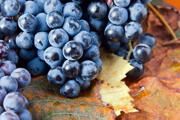 crop of grapes for wine manufacture