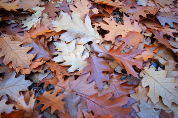 Herbstblätter auf dem Boden