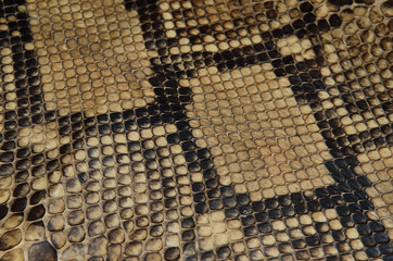Background of snake skin leather texture