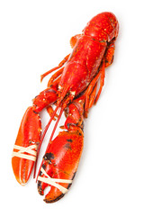 Cooked European common lobster isolated on a white background.