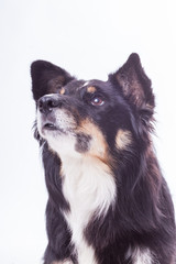Mischlingshund im Portrait
